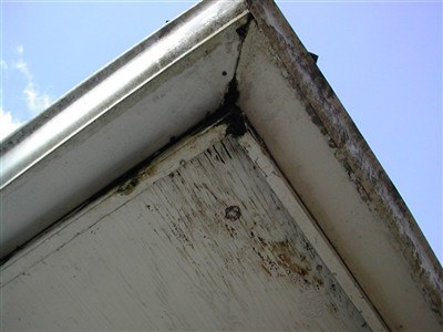 Mold on Eavestrough Essex County